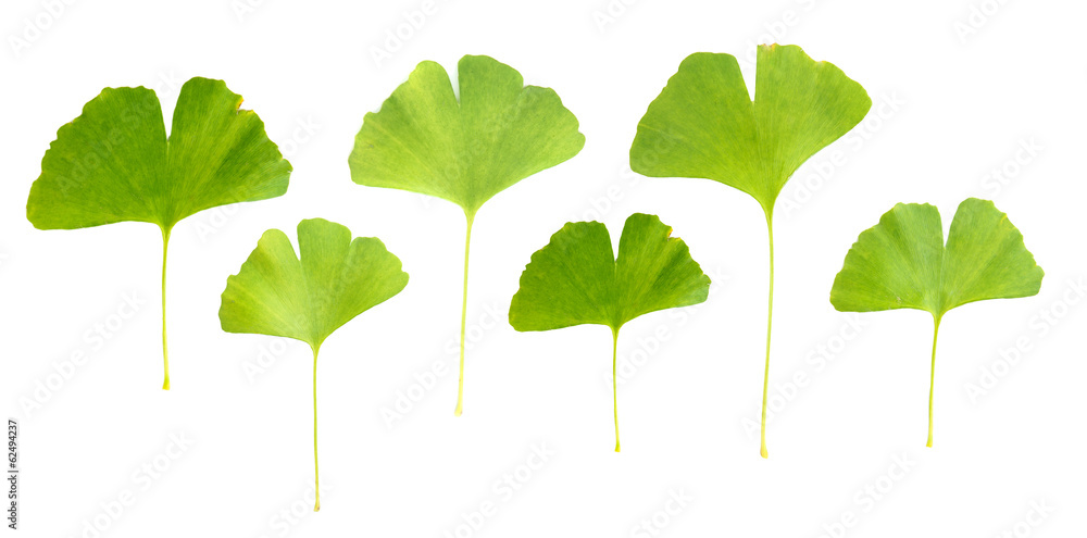 Collage of ginkgo biloba leaves isolated on white