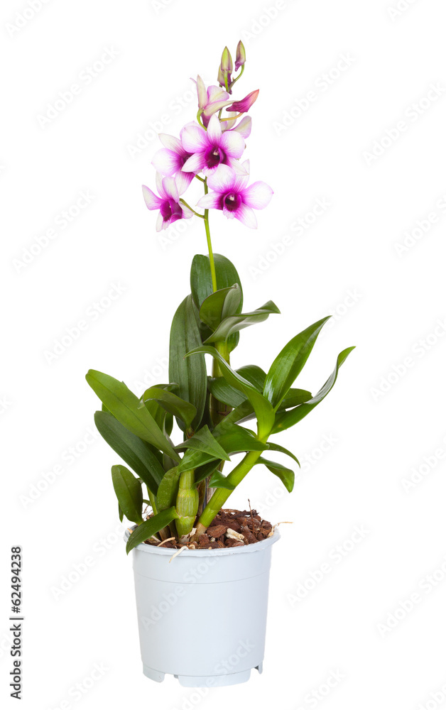 Dendrobium phalaenopsis hybrid orchid in a pot 