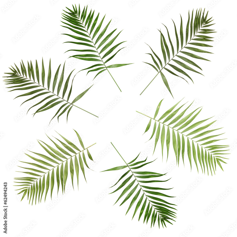 Collage of beautiful palm leaves isolated on white