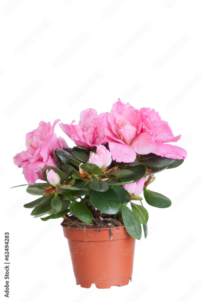 Blossoming pink azalea in a flowerpot Blossoming pink azalea in a flowerpot