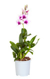 Dendrobium phalaenopsis hybrid orchid in a pot 