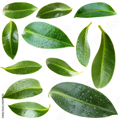 Collage of green leaves isolated on white