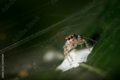 Spider on the green leaf