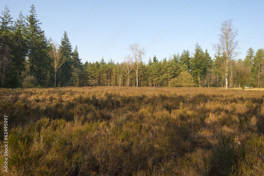 Field with heath in a pine forest
