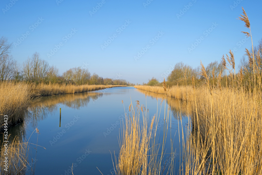 Reed bed along a lake in a sunny winter