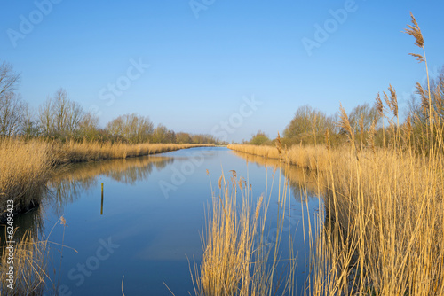 Reed bed along a lake in a sunny winter