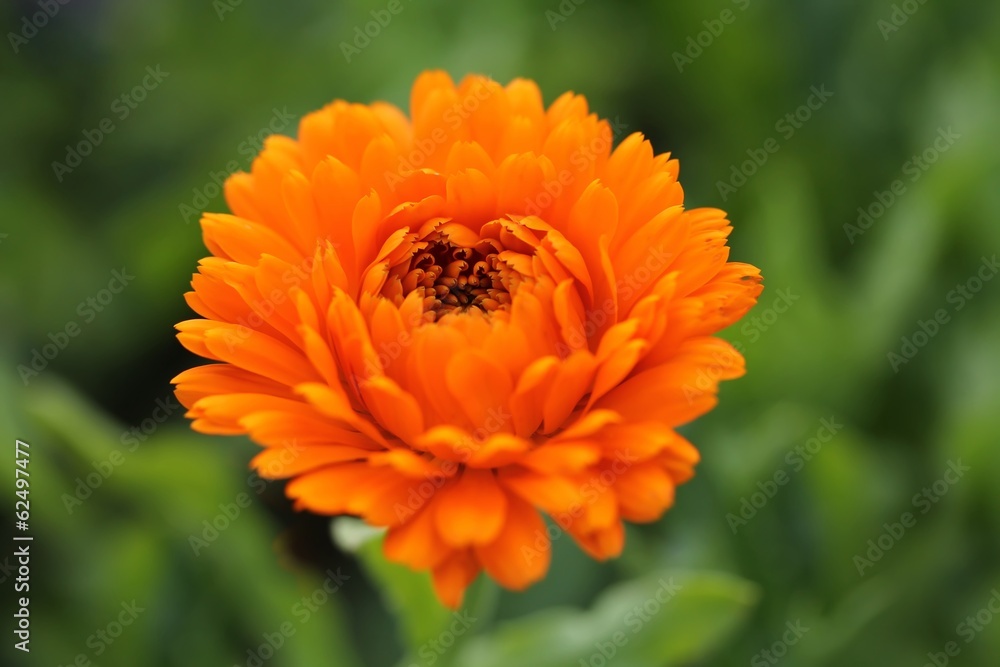 Ringelblume / calendula