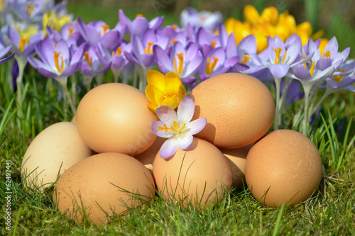 Ägg och krokus på våren