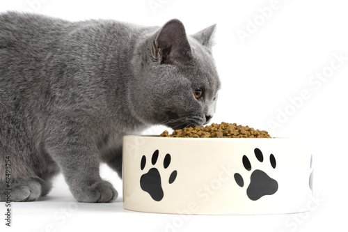 Katze beim Fressen / Trockenfutter für Katzen