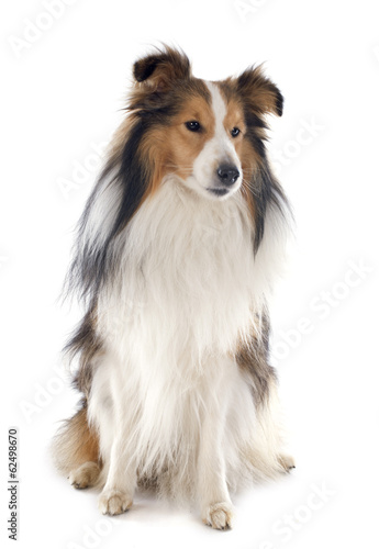 shetland dog