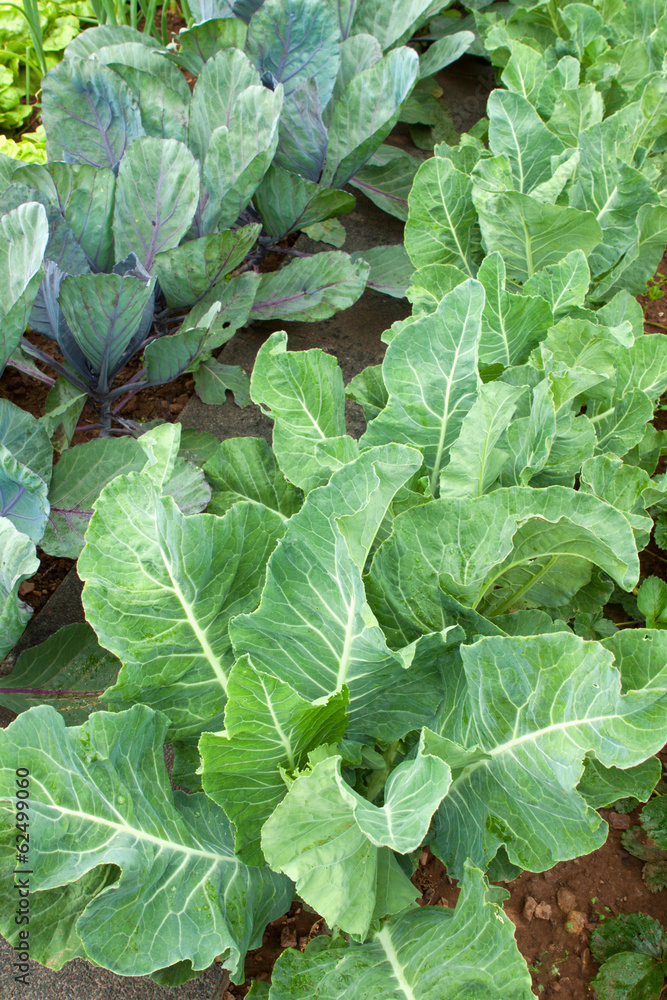 Cauliflower plants in the garden. Cauliflower plants in the garden.