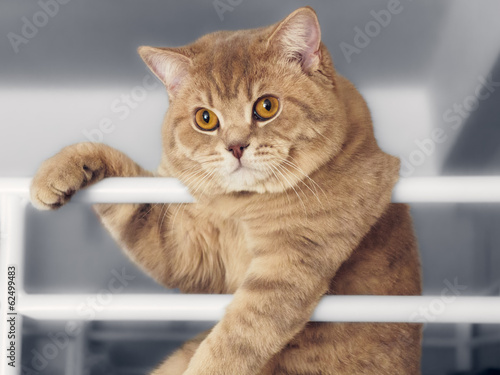Beautiful british cat leaning on railing