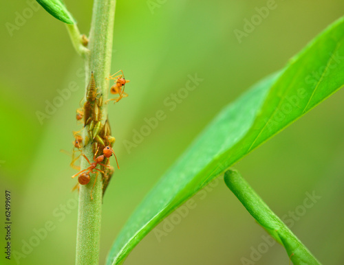 Red ants eating © antpkr