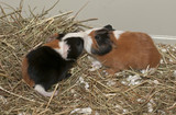 Newborns of guinea pig