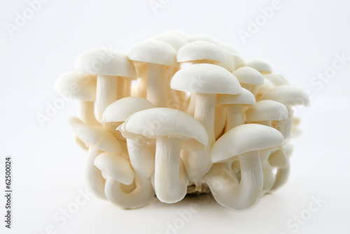 white Shimeji mushrooms