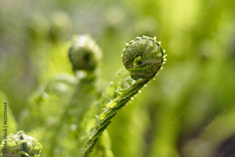 Sprouts of green fern Sprouts of green fern