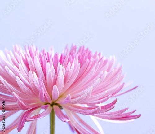 Vászonkép Pink chrysanthemum flower on blue background