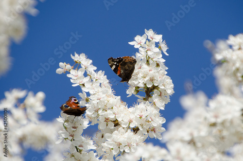 Schmetterlinge photo