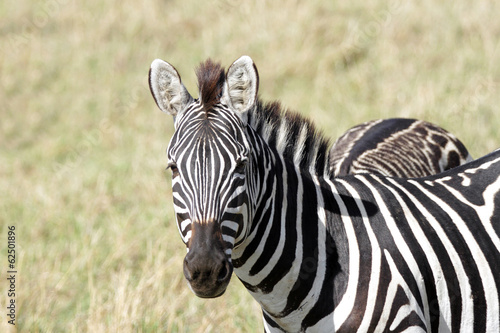 A portrait of a young zebra