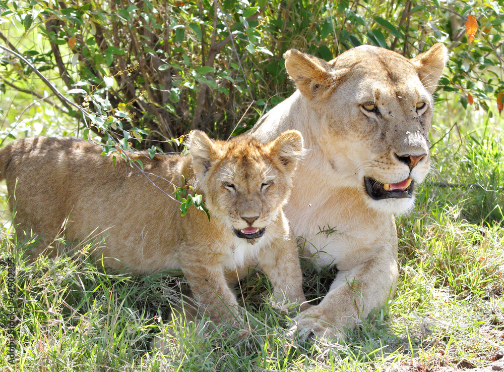 A lion cub and the mother resting near bush A lion cub and the mother resting near bush