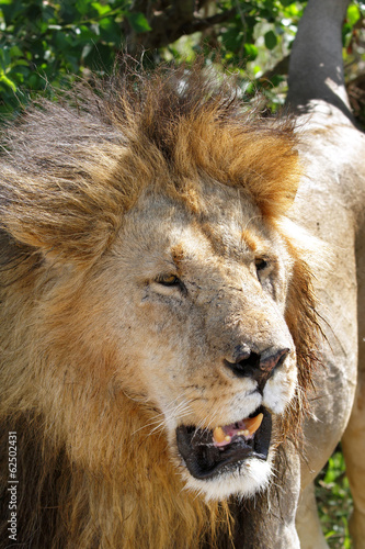 A portrait of lion