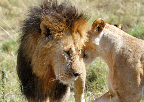 A lion with lioness