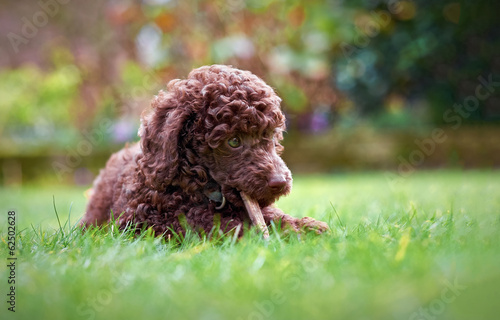 Miniature Poodle Puppy