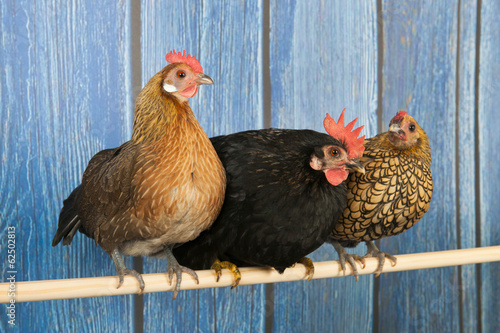 Chickens in henhouse