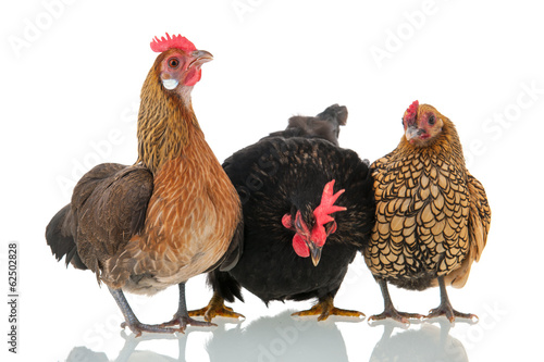 Chickens isolated over white background photo