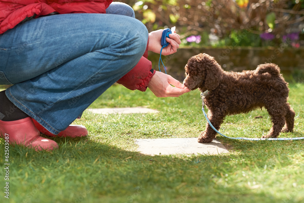 Miniature Poodle Puppy