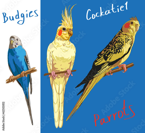 parrots