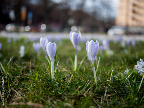 Group of purple crocus outside a city scene photo