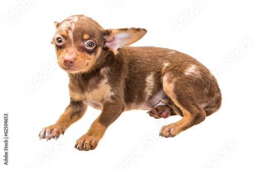 Toy terrier