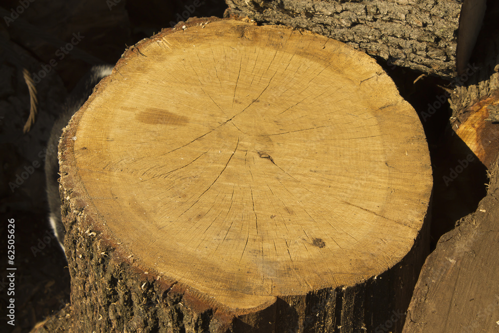 Naklejka premium ceppo2