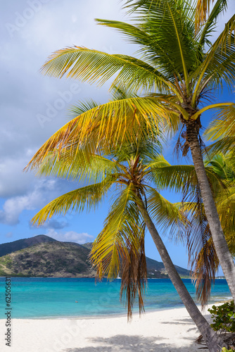 Palm trees on a tropical beach © great_photos
