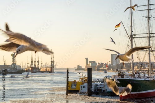 Landschaftsaufnahme der Elbe und des Hamburger Hafens bei Sonnenuntergang mit Möwen im Vordergrund