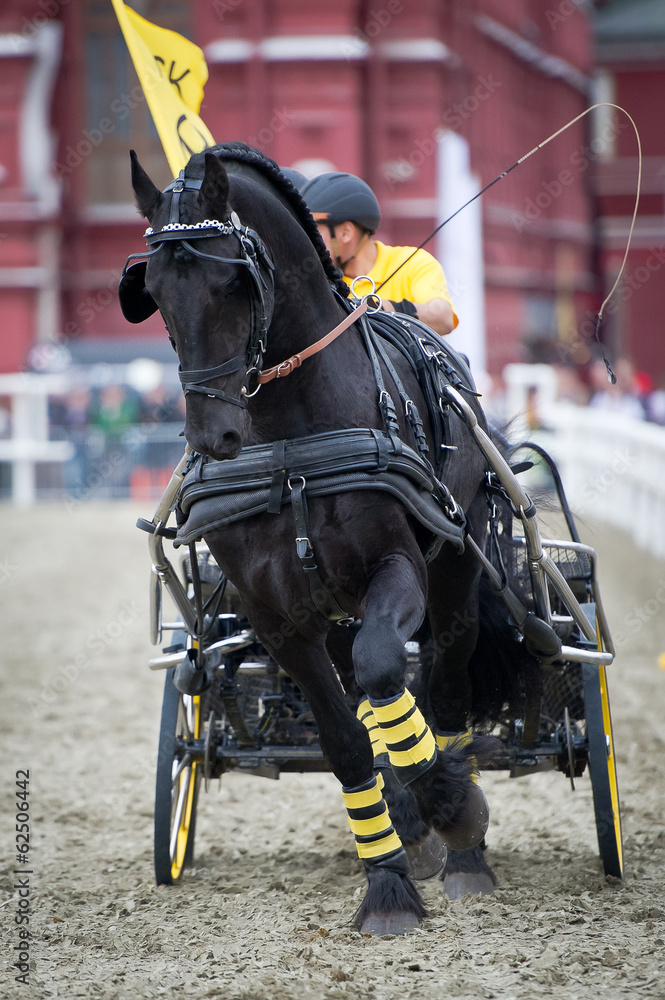Black friesian horse carriage driving Black friesian horse carriage driving