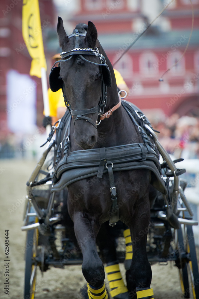 Black friesian horse carriage driving Black friesian horse carriage driving