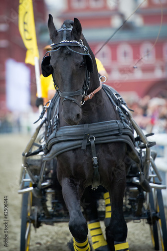 Black friesian horse carriage driving