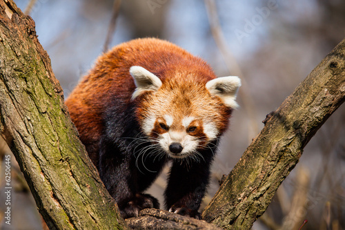 Fototapeta Naklejka Na Ścianę i Meble -  Red Panda (Ailurus fulgens) sitting in a tree at a zoo.
