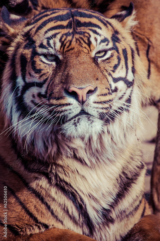 Obraz premium Tiger Close Up Portrait