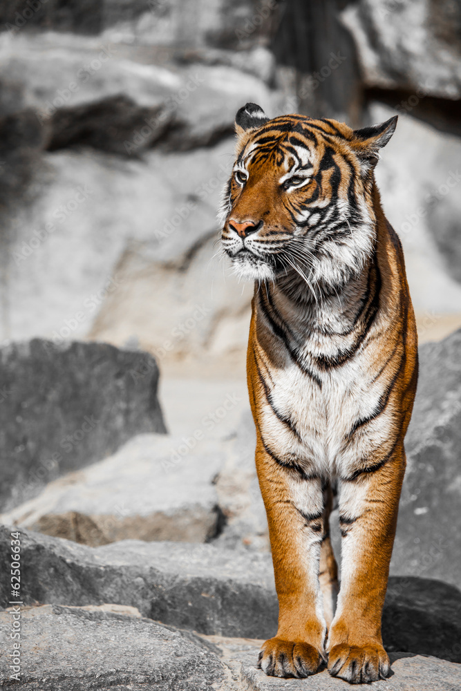 Naklejka premium Tiger Close Up Portrait
