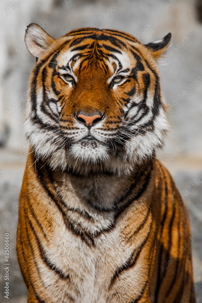 Obraz premium Tiger Close Up Portrait