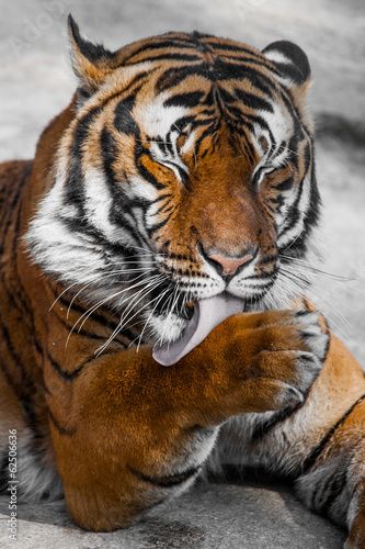 Fototapeta Naklejka Na Ścianę i Meble -  Tiger Close Up Portrait