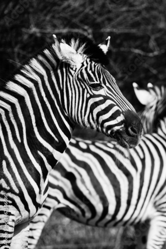 animal zebre portrait