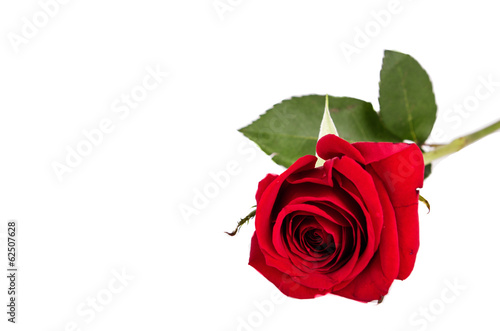 red rose isolated on white background