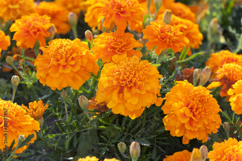 Marigold flowers photo