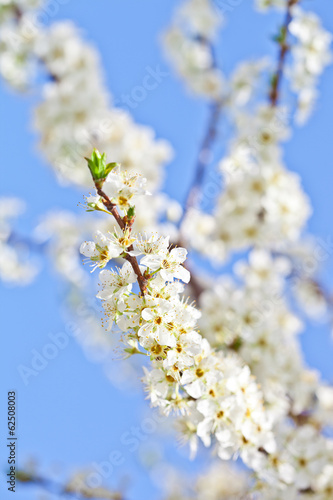 cherry blossom with white flowers