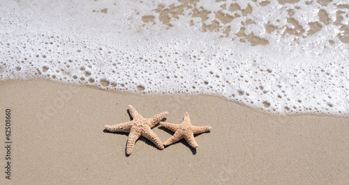 Starfishes on the sandy beach