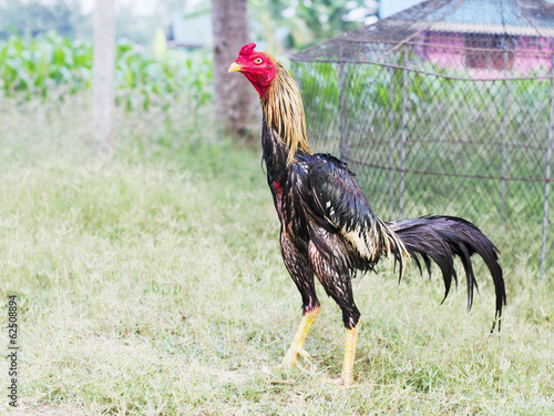 Thai Chicken let a cock fight of Thailand